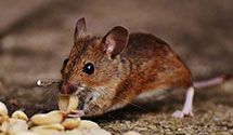 railcar-and-freight-pest-control Experts in Detroit